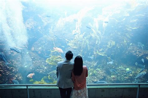 付き合っ て ない 水族館 女性 から|水族館デートへ付き合う前＆初デートで行くと恋が加速 .